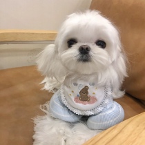 South Korea ins Wind sleeping baby bear pet cat dog bib decoration bib photo marzis saliva towel