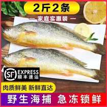 (Shunfeng) Sea catching wild yellow croaker big yellow croaker fresh sea catching frozen fresh seafood aquatic products