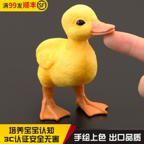  Childrens simulation wild animal toys Simulation animal model duck little yellow duck Duck domestic duck gift ornaments