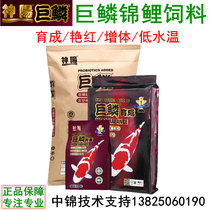 Shenyang giant scale koi feed Competition-grade Japanese koi hidden breeding bright red low water temperature 10 15kg