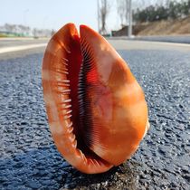 One of the Big Four Snails One Wanbao Snail Natural Shell Sea Snail Collection Pendulum home Ornament Fish Tank Building oversized