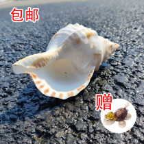 Mega White Frog Snail Natural Sea Snail Shells Collection Pendulum fish tank View Horn Can Blow Specimen Toy Adornment