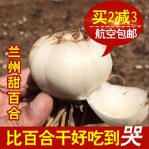 Gansu specialty Lanzhou fresh lily farmhouse pure edible natural sweet fresh lily 500g non-grade dry goods