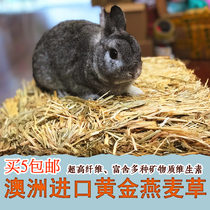 Australian gold oat grass net weight 500g rabbit ChinChin Dutch pig pasture food Australian wheat alternative Timothy