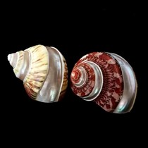 Full natural shell conch avocado ancient snail track hermit crab replacement shell fish tank landscaping decoration