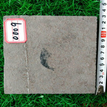 Triassic shrimp fossils