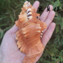 Elephant Rhinospire Marine Snail Rare Specimen Snail Fish Tank Building Aquarium Decoration Home Collection Shooting Props