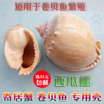 Natural conch shell watermelon snail hermit crab roll fish fish special shell fish tank aquarium creative landscape decoration