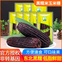 Northeast farmers black waxy corn ear 200g * 8 bags of non-GMO breakfast replacement vacuum packaging low-fat corn cob