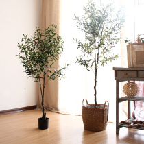 Find point simulation olive tree potted bonsai Large green plant window decoration INS Living room floor-to-ceiling Nordic