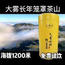 Xinyi specialty big Wuling wild tea green tea 100g independent packaging alpine wild tea 2021 new tea cliff tea bird
