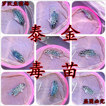 Thailands new import of Luhan fish seedlings F2 Tycin Fluffy Fire Phoenix seedlings to watch tropical fish