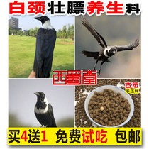 Xishutang handmade white-necked crow bird food feed nutrition strong fat mountain crow bird food Crow domestication flying bird feed