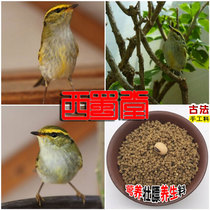 Xishutang handmade willow warbler bird food feed nutrition strong fat willow warbler feed Wren buzzing warbler singing bird food bird food feed