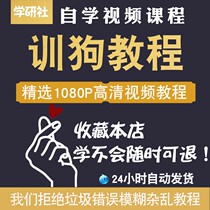 Dog training tutorial dog training video Teddy Golden Horse Dog Labrador 2021 novice training 0 zero basis