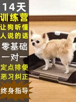 Dog training tutorial dog training video border Labrador golden hair Teddy pet dog training guide artifact supplies