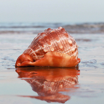 Natural big conch shell universal treasure snail four famous snail fish tank landscaping living room ornaments creative gifts