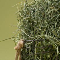 (Isthmus Forest) sundry Timosakusa North ti 500g owned plantations Rabbit Dry Pasta Hay Hay Hay