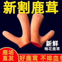 Jilin Fresh Plum Blossom Antler Non Whole Branches Antler Slice Blood Slice Authentic Antler Non-Whole Corner Bubble Wine Stock