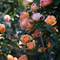 Ou Moon-Lady of Shalott rose-Fujimoto rose Charlotte Girl