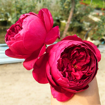 European moon autumn day Rouge Rose strong fragrance big flower shrub rose big flower type sky cold flower Deep Purple
