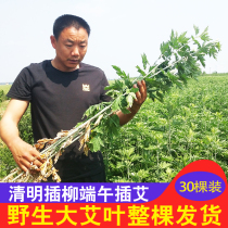 Fresh whole wild wormwood leaf Long wormwood Dragon Boat Festival Hanging door Whole wormwood leaf mosquito repellent