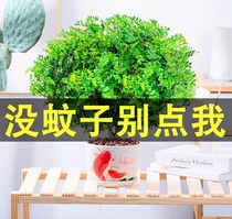 Mosquito repellent grass potted positive brown fragrant pepper wood potted indoor four seasons good flowers plants clean air bonsai