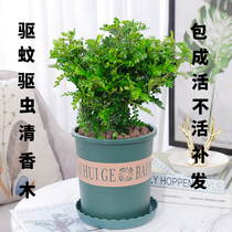 Fragrant pepper wood potted insect repellent grass plant good indoor flowers green plants Fragrant wood sapling bonsai