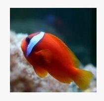 Red Clown : Seawater Watching Fish Artificial Tomato Clown Fish Live 3 - 4cm Open Second Particle