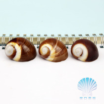 Natural shell conch snail snail brown snail cat's eye snail roll shell hermit crab snail shell red white jade snail fleshy