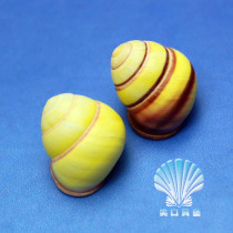 Small yellow snail 1 5-2CM natural small shell conch Sea Star 2 yuan 1 student hand paste Mediterranean decoration