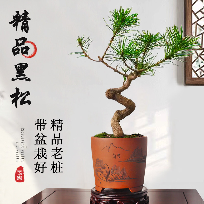 五针松盆栽-五针松盆栽促销价格、五针松盆栽品牌- 淘宝