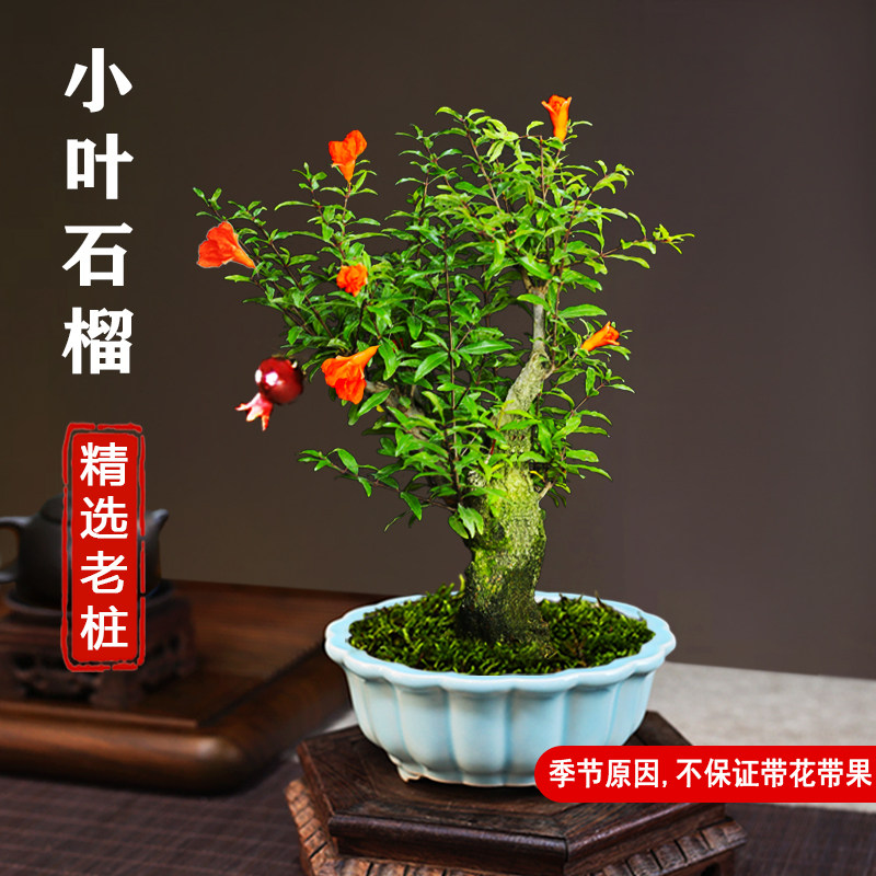花石榴盆景-花石榴盆景促销价格、花石榴盆景品牌- 淘宝