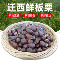 Jin Qiuming chestnut 2020 new Chestnut fresh Qianxi chestnut Yanshan oil chestnut wild small chestnut with Shell 5kg