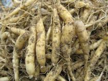 (Now digging and found) Fresh live Taizi Shen authentic origin of Origin Zherong ginseng farmers self-sold half a catty 28 a catty 48