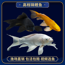 Golden Long Fengkoi Live Fish Benefit and Live Live Pure Cold Water Freshwater Black Gold Long Tail Little Golden Fish