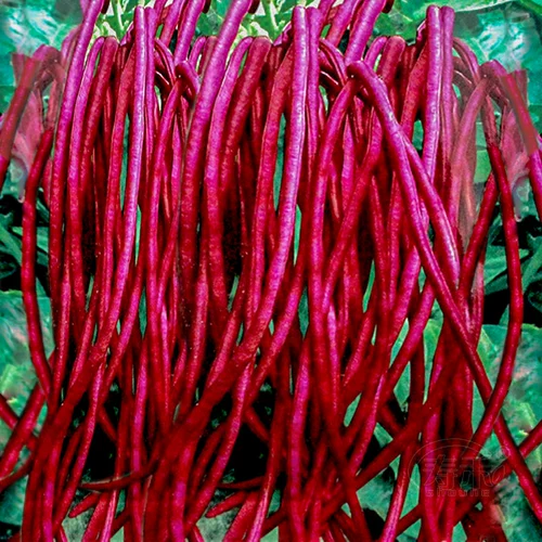 Мэй красный Маньчжурия Красная Семена Вудана Семена Красная фасоль Four Seasons Four Seasons Bean Corner Corn