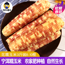 Yunnan Xiaohua glutinous corn Xishuangbanna Xiaobaogu vacuum packaging fresh and ready-to-eat Ninger Sweet glutinous corn cob