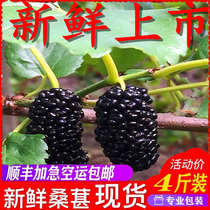 Fresh Mulberry picks and found fresh mulberry fruit wine pregnant woman Mulberry wild super sand-free mulberry