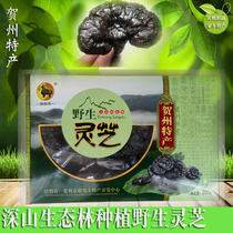 Guangxi Hezhou Gu Po Mountain deep mountain Ganoderma lucidum ecological Forest specialty tonic product Wild Ganoderma lucidum 200g gift box