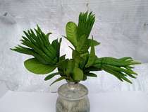 Jinhua Bergamot Bergamot fresh fruit Citron with branches Water-raising ornamental fragrance