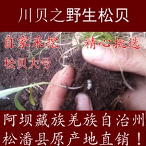 30g Sichuan Aba Songpan County Songbei origin wild Sichuan scallop mother large Chinese herbal medicine mill Sichuan scallop powder Jiuzhai