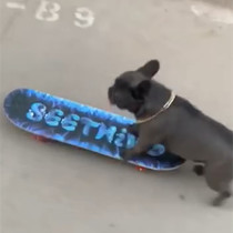 Dog scooter practice pet skateboarding method fighting bull Bulldog British bull Skateboard Special skateboard Keji