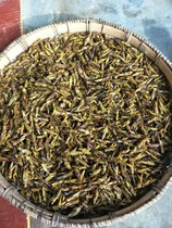 2021 fresh grasshopper Guizhou specialty Locust grasshopper grasshopper rice yellow Cordyceps dried 250g full of a catty