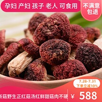 Red Mushroom Dry Goods 500g Fujian Wuyishan Authentic Wild Red Shiitake Mushroom Red Mushroom Confinement Mushroom Non-Yunnan Sanming