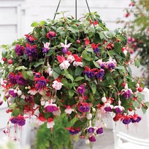 Four seasons blooming balcony table Basin ground planting Four Seasons open upside down Golden Bell Bell crab Purple Lantern Begonia Flower