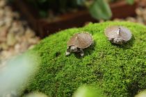 Live special shooting is invalid