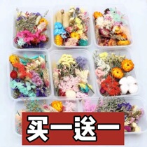 Buy and send real dried flower Daisy kapok natural diy hand work mixed fire paint material decoration drop glue pressure painting
