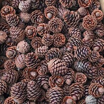Cheap Pinecone Decoration Christmas Wild Pinecone dried Flower twigs kindergarten Creative pinecone handmade diy material
