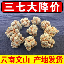 Sanqi head Yunnan Wenshan 500g spring field seven without cutting mouth slick head 20 head 30 head can be used to grind Panax notoginseng powder